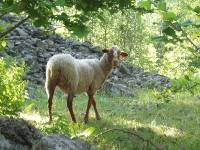 Youri - Ecrins 2005 024